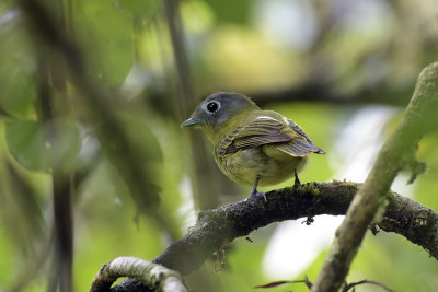 Gray-headed Piprites