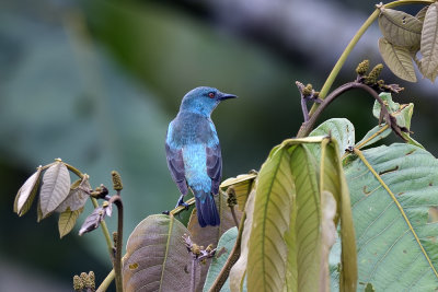 Blue Dacnis