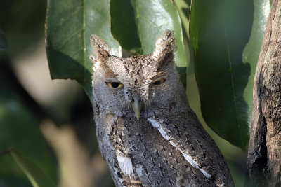 Pacific Screech-Owl