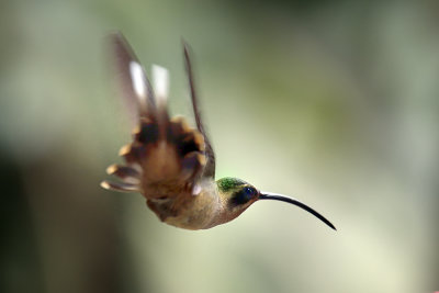 Bronzy Hermit 