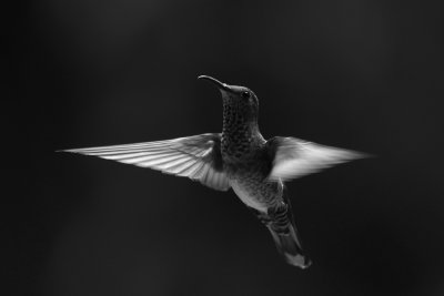 Ballet of an Hummer in black and white