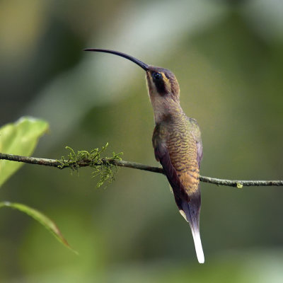 Long-billed Hermit 