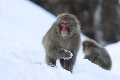 Japanese Macaque in the snow