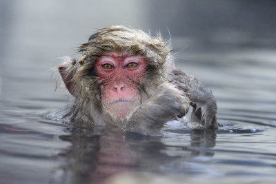 Japanese Macaque in hot spring