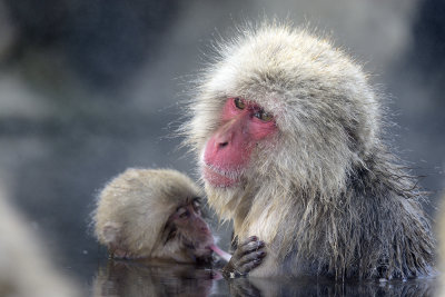 Japanese Macaque baby breastfeeding