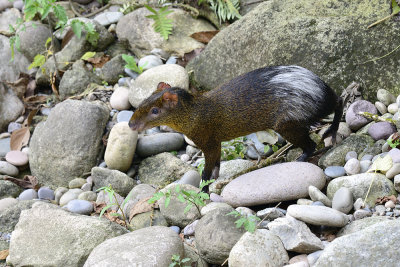 Agouti from Central Peru.