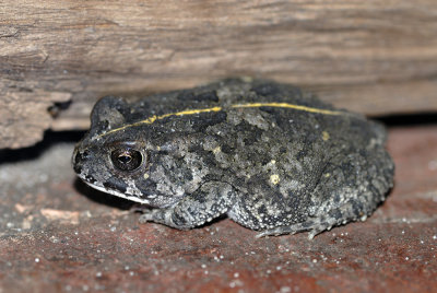 Namibian frog