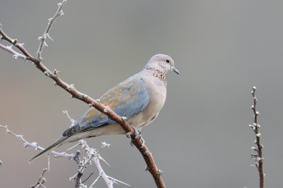 Laughing Dove