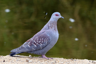 Rock or Speckled Pigeon