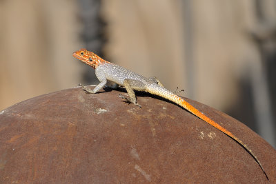 Lizard from Namibia