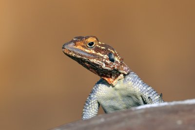 Lizard from Namibia