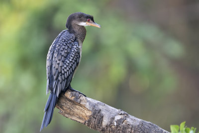 Reed Cormorant  -  juvenile