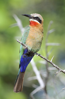 Whitefronted_Beeeater.jpg