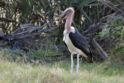Marabu Stork