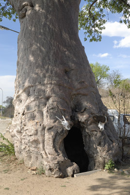 Baobab tree