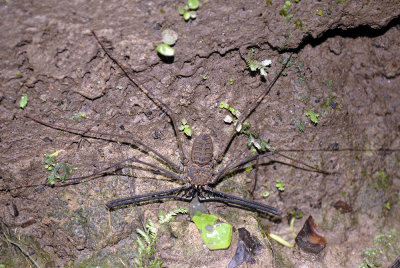 Amphibians, spiders and Reptiles