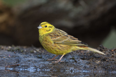 Yellowhammer