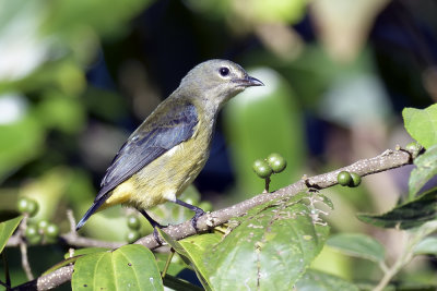 Red- Keeled Flowerpecker - female