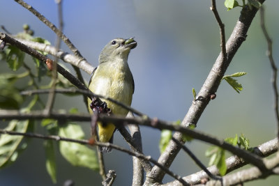 Red-Keeled Flowerpecker female