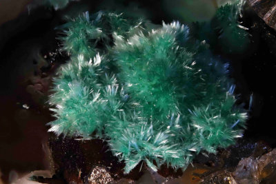 Devilline