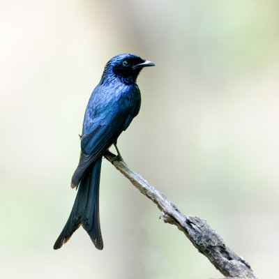 Bronzed Drongo