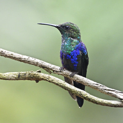 Violet-crowned Woodnymph
