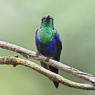 Violet-crowned Woodnymph