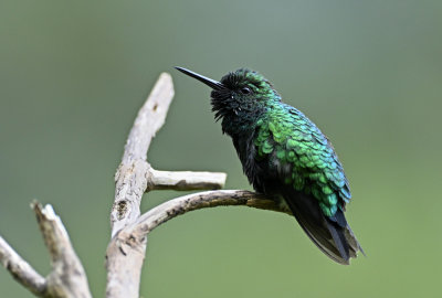 Western Emerald