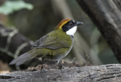 Chestnut-capped Brushfinch