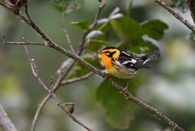 Blackburnian Warbler