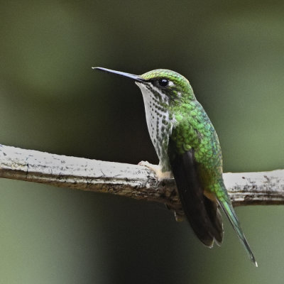 White-booted Racket-tail