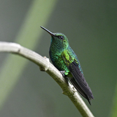 Shining-green Hummingbird