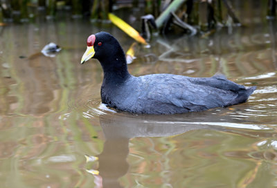 Birds of Colombia