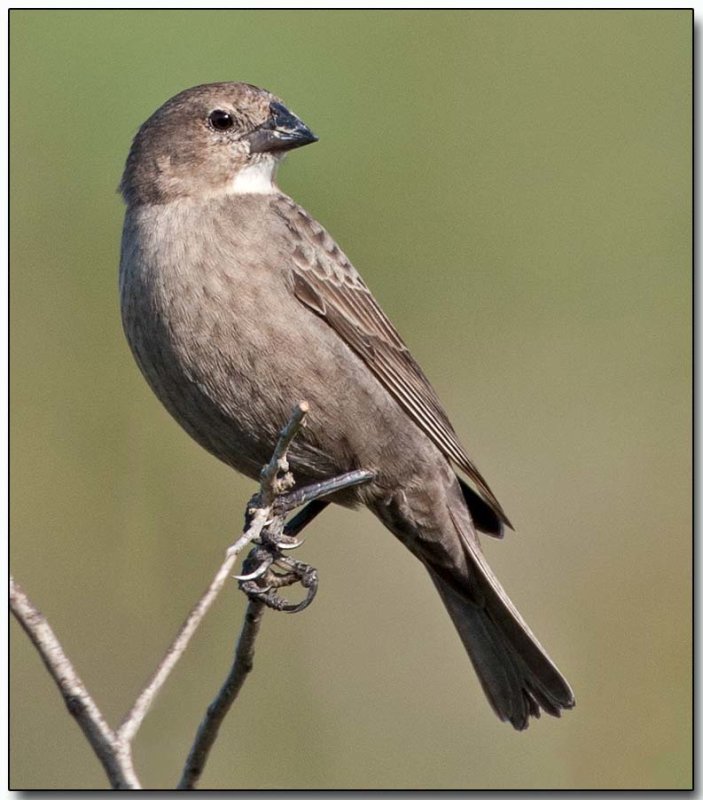 Brownheaded Cowbird - female.jpg