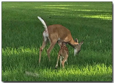 White-tailed Deer - Doe and Fawn