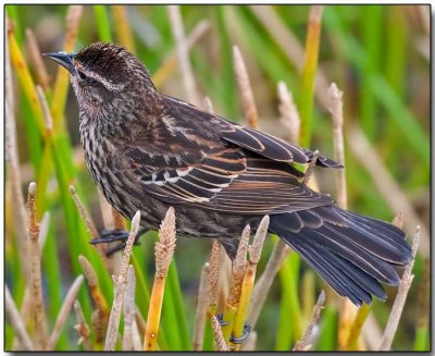 Red-winged Blackbird - female.jpg