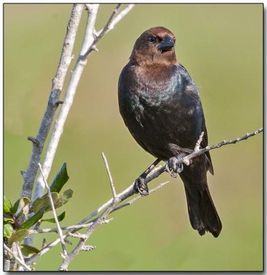 Brownheaded Cowbird - male.jpg