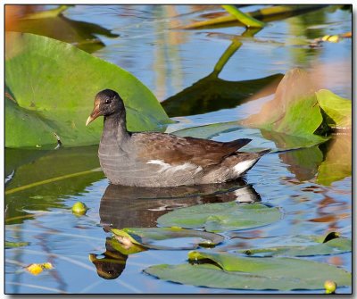 Non-passeriformes Gallery