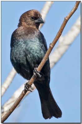 Brownheaded Cowbird - male.jpg