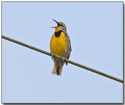 Eastern Meadowlark.jpg