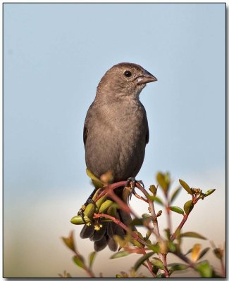 Indigo Bunting - _female