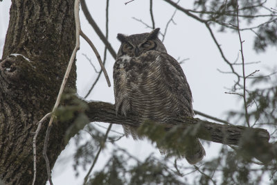 Grand-duc d'Amrique Great Horned Owl