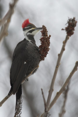 Grand Pic Pileated Woodpecker