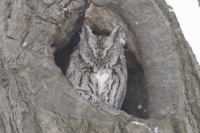 Petit-duc macul Eastern Screech-Owl