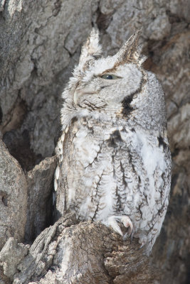 Petit-duc macul Eastern Screech-Owl