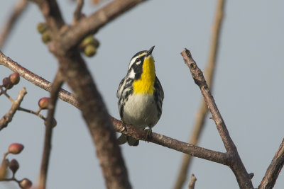 Paruline  gorge jaune - Yellow-throated Warbler
