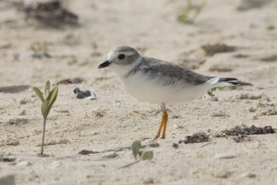 Pluvier siffleur - Piping plover