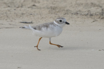 Pluvier siffleur - Piping plover
