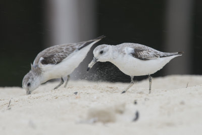 Bcasseau sanderling - Sanderling