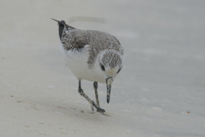 Bcasseau sanderling - Sanderling
